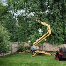 Best Tree Disease Treatment  in Alamosa East, CO