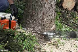 Best Storm Damage Tree Cleanup  in Alamosa East, CO