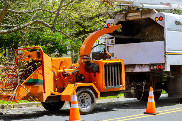 Best Emergency Tree Removal  in Alamosa East, CO