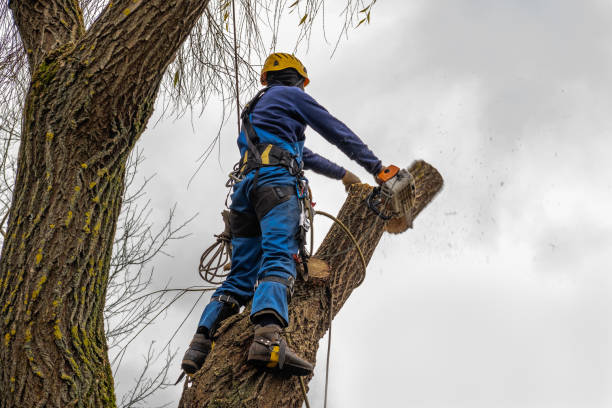 Best Arborist Consultation Services  in Alamosa East, CO