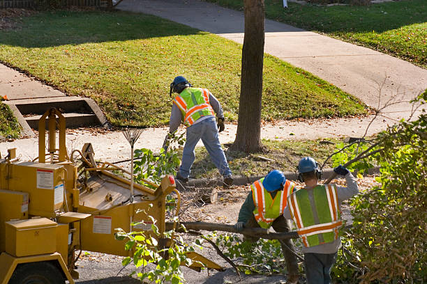 Best Lawn Watering Services  in Alamosa East, CO