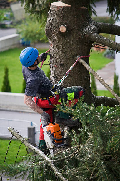 Best Root Management and Removal  in Alamosa East, CO