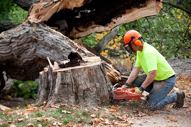 Reliable Alamosa East, CO Tree Removal Solutions