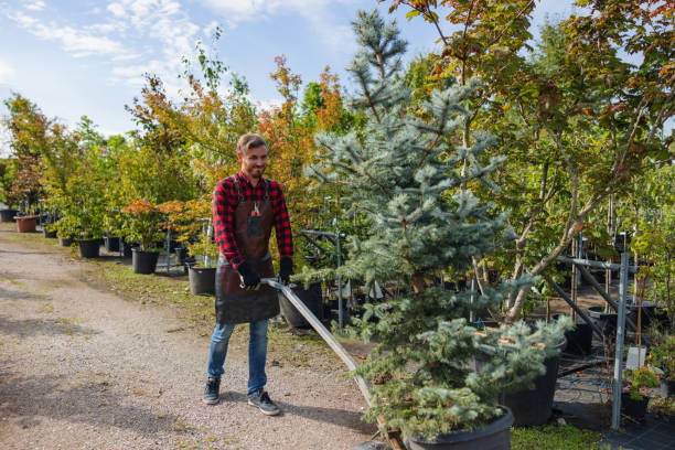 Best Landscape Design and Installation  in Alamosa East, CO